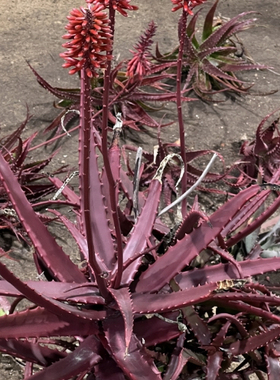 凯魔龙芦荟 Aloe cameronii 原生芦荟火红色 卡梅隆 沙生多肉植物