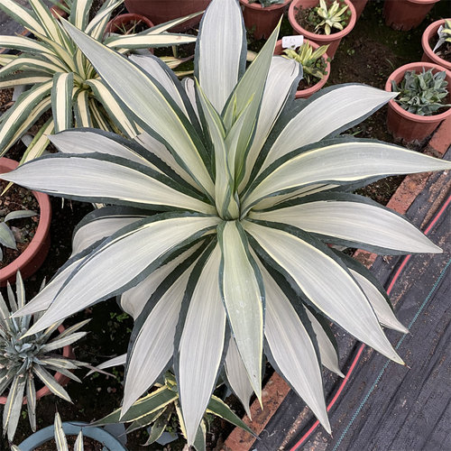 鹦鹉嘴锦中斑龙舌兰植物