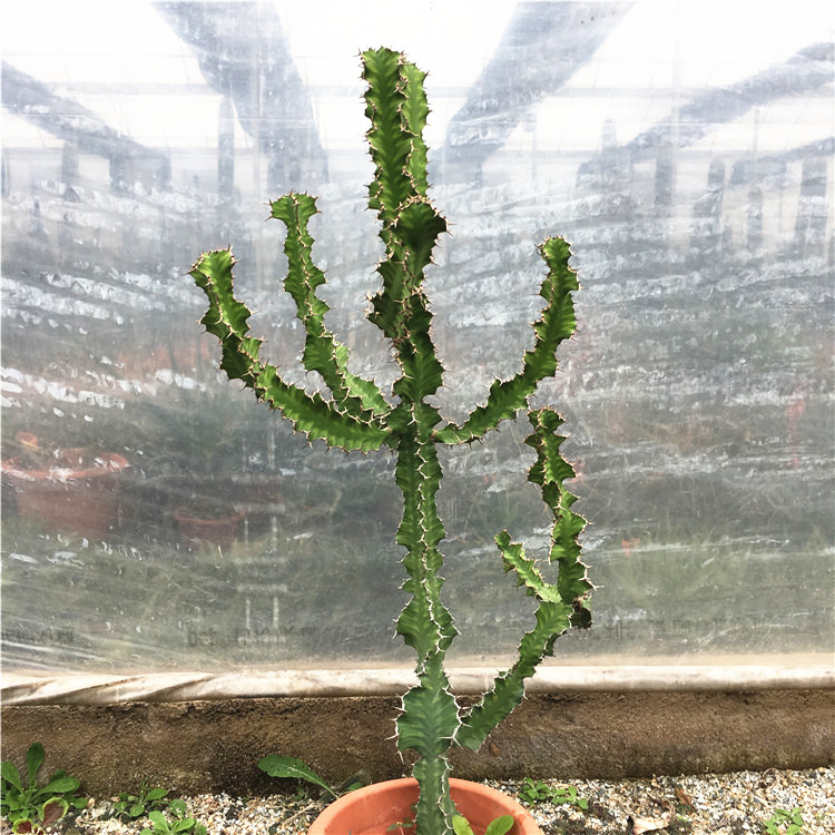 春驹大戟科 Euphorbia  pseudocactus  多肉植物开花仙人掌 盆栽