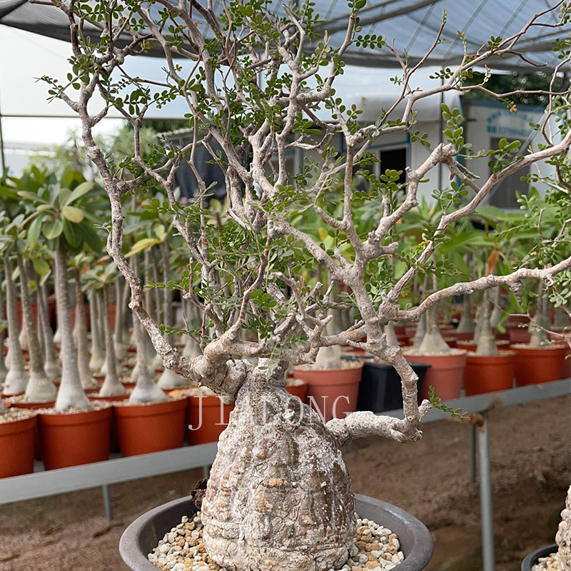 象足漆树operculicarya pachypus块根多肉植物实生苗盆栽实图拍摄