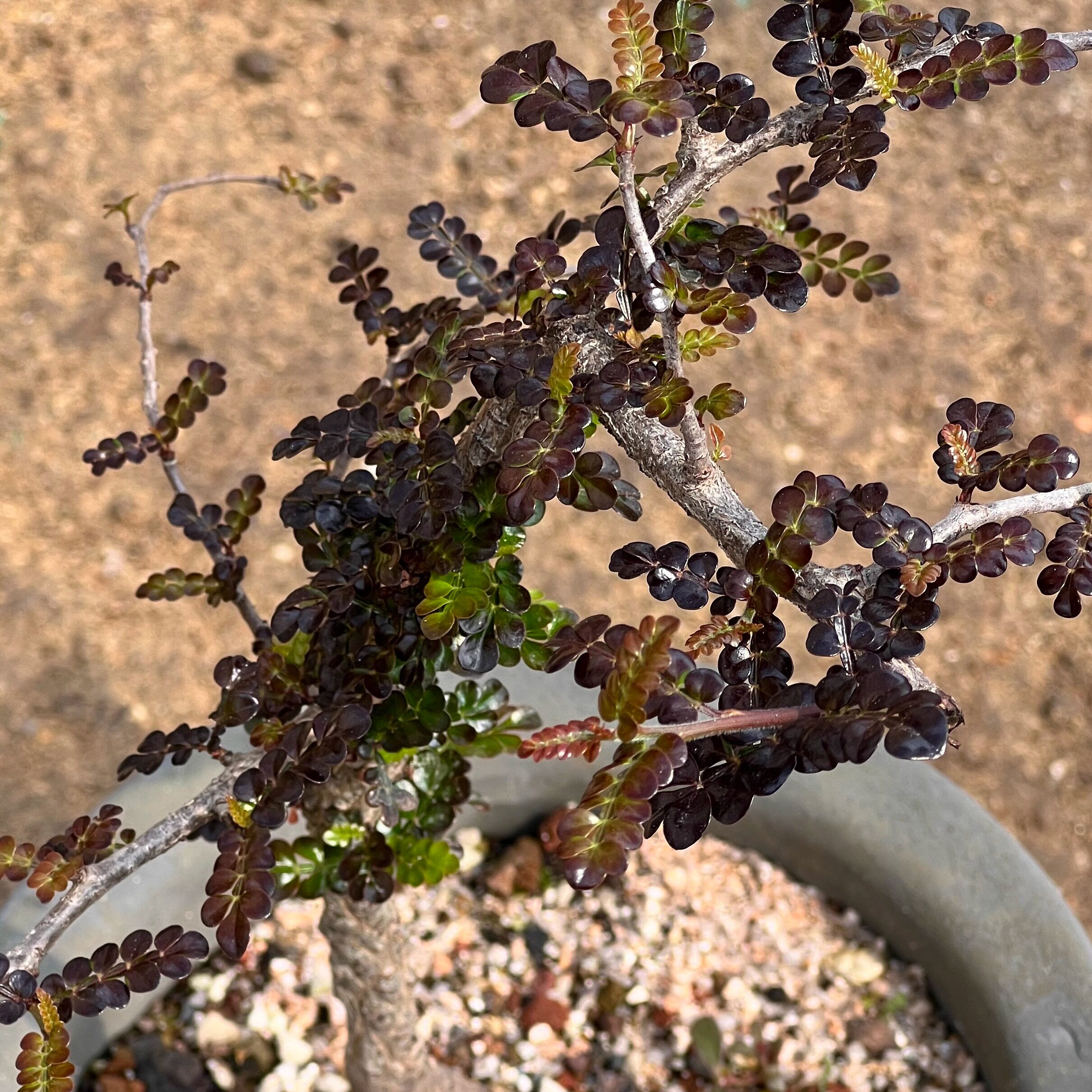 列加氏漆树 Operculicarya pachypus 实生块根盆景 列加漆树盆栽