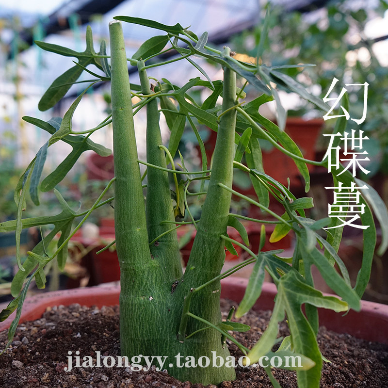 西番莲块根价格 西番莲块根图片 星期三