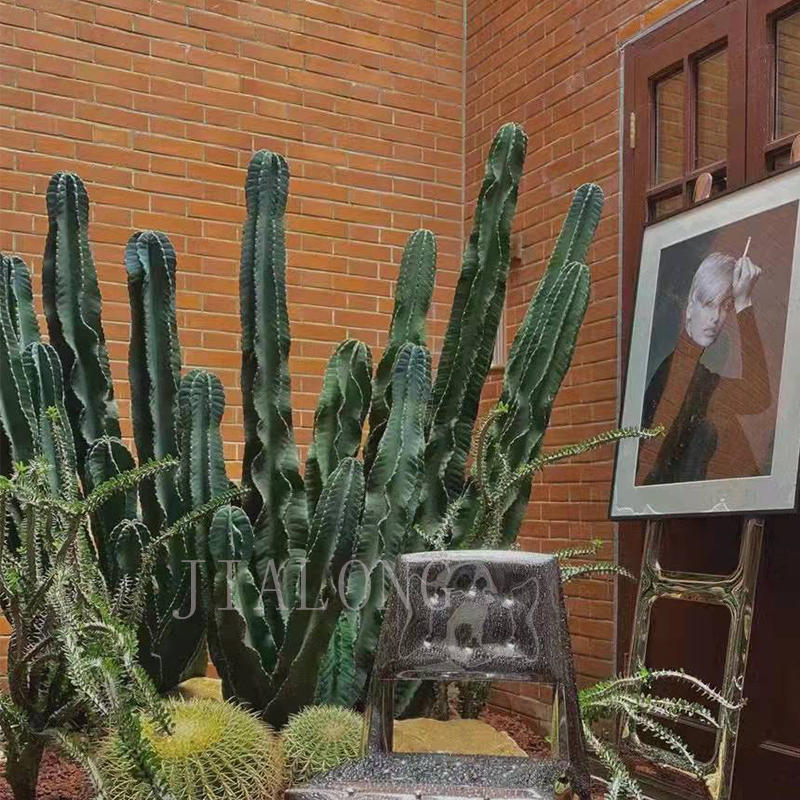 螺旋秘鲁苹果龙卷风柱造景天轮柱