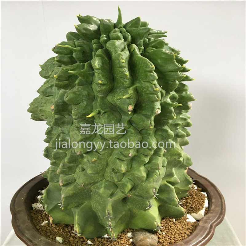 实生龟甲巨鹫玉仙人球花王沙生景观盆栽变异品种雎鸠玉仙人掌可挑,鲜花速递/花卉仿真/绿植园艺,多肉植物,淘宝优惠券,粉丝福利购,淘宝优惠卷