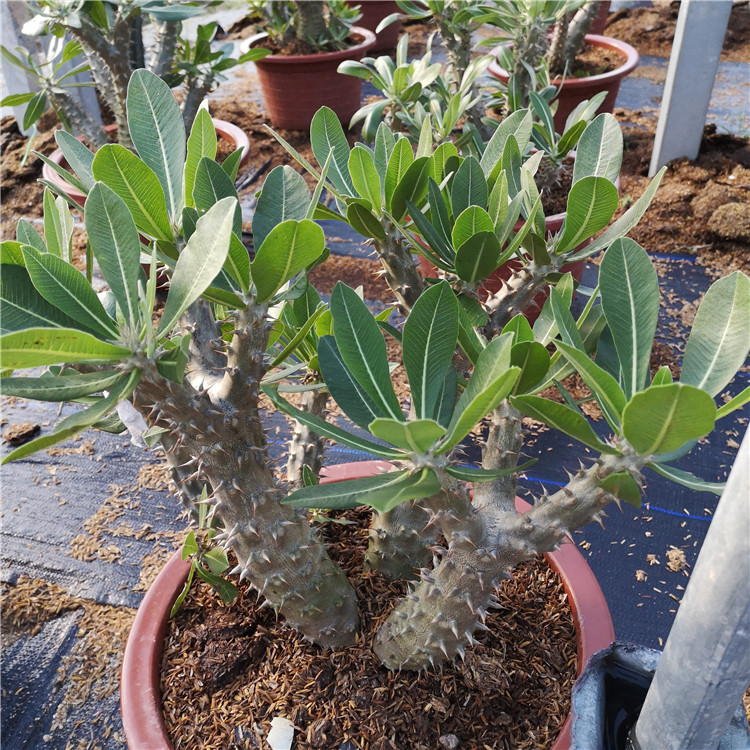 实生巴西女王玉栉筒蝶仙人掌多肉