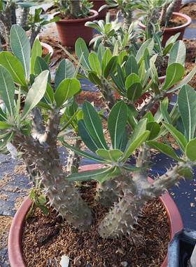 实生 巴西女王玉栉筒蝶春多肉仙人掌科棒槌树属 Pachypodium dens
