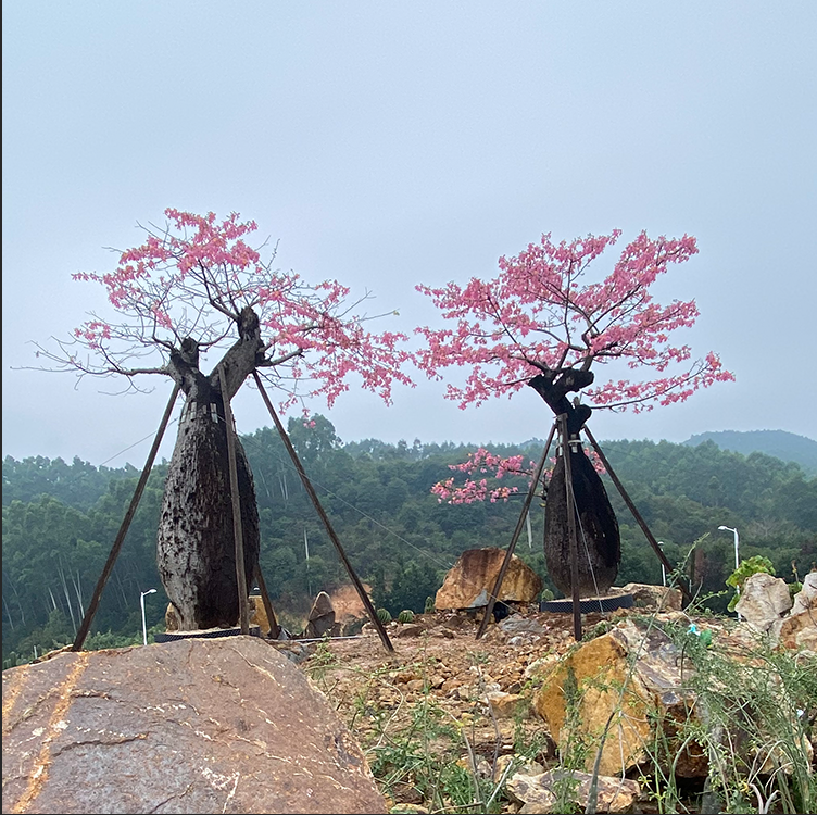 弥勒佛新款大腹木棉 净化空气 弥罗佛树 大型景观风景树