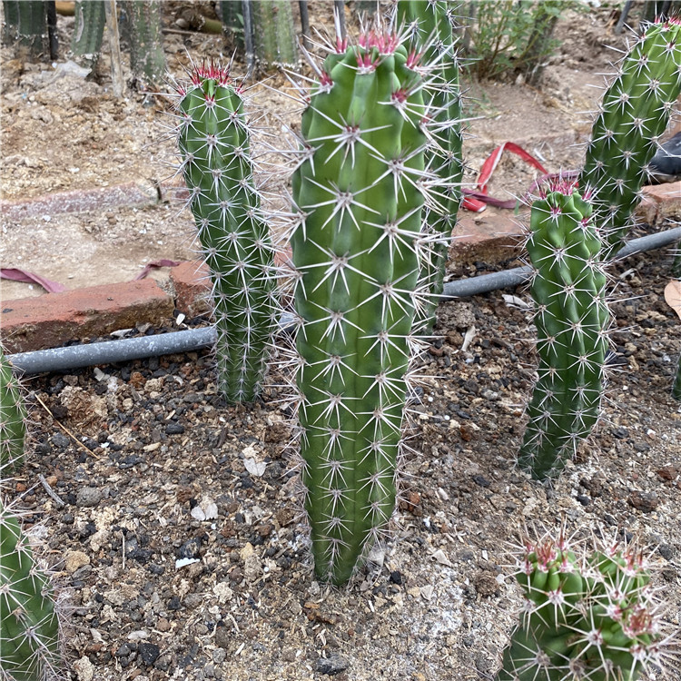 狂刺仙人柱属  伏地魔仙人柱 Machaerocereus eruca 开花植物