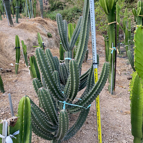 仙人柱朝雾阁柱子 高度20公分 沙生植物馆 室内盆栽多肉植物展览 - 封面