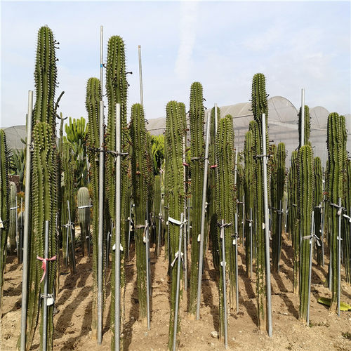 勇凤柱仙人掌凤鸣柱巨易养活耐旱