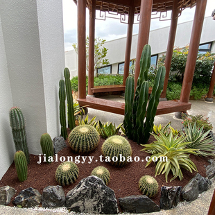 小型热带沙漠植物室内花园搭配组合造景仙人掌盆栽办公室景观设计