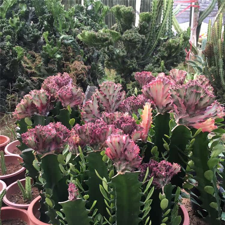 彩春峰 彩色玉麒麟趣味多肉盆栽绿植创意嫁接金麒麟镇店群生防辐