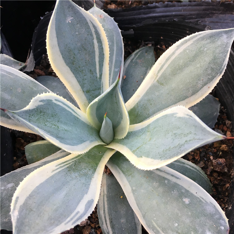 雨雷神龙舌兰 Agave potatorum阳光充足环境家庭阳台花架摆设直销
