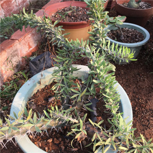 阿修罗城 多肉植物 龙树科属办公室绿植  可作景观配景 一物一拍