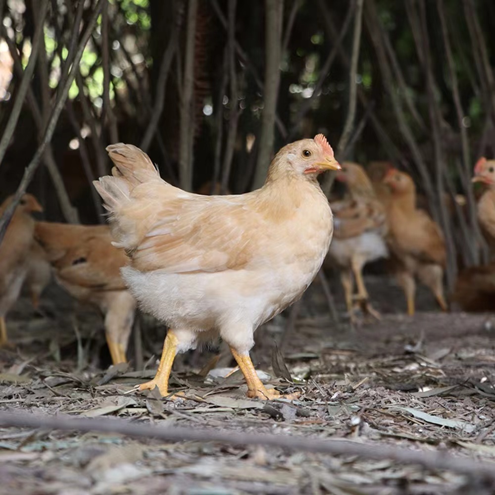 正宗童子鸡农家草饲谷饲180天散养未打鸣童子鸡活鸡现杀新鲜直达