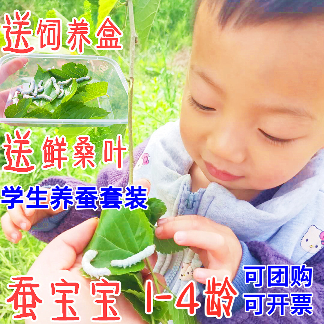 蚕宝宝套餐学生科普养蚕活体蚕卵特嫩蚁蚕饲料食物送新鲜桑叶包邮