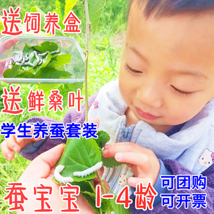 蚕宝宝套餐学生科普养蚕活体蚕卵特嫩蚁蚕饲料食物送新鲜桑叶包邮