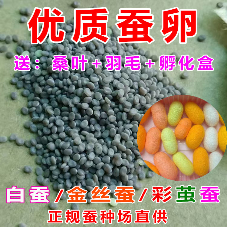 春蚕卵金丝蚕宝宝卵彩色茧蚕卵蚕七彩色蚕卵蚕种蚕子活体新鲜桑叶