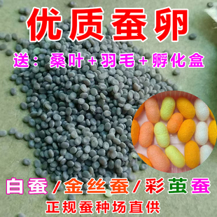 春蚕卵金丝蚕宝宝卵彩色茧蚕卵蚕七彩色蚕卵蚕种蚕子活体新鲜桑叶