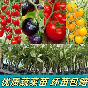 优质蔬菜种苗辣椒苗番茄苗茄子苗