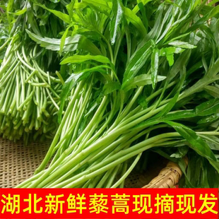 新鲜芦蒿食用藜蒿农家自种当季绿色蔬菜湖北茼蒿泥蒿根带鲜嫩叶