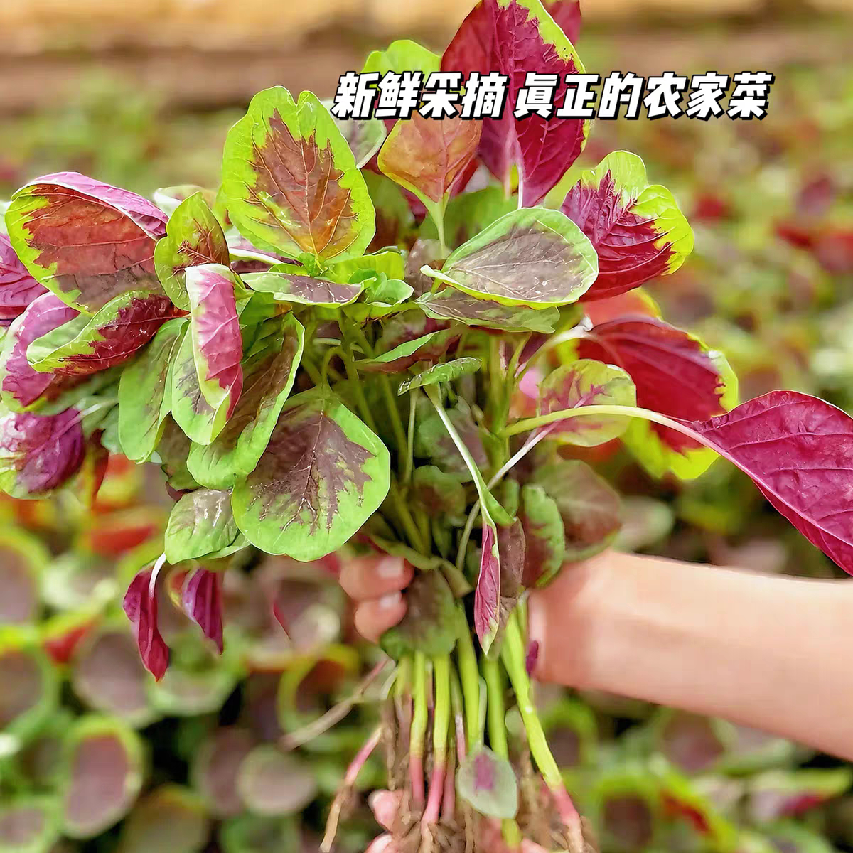 湖北现摘新鲜红汉菜新鲜红紫苋菜蒜蓉汗菜农家菜红叶菜当季圆叶菜