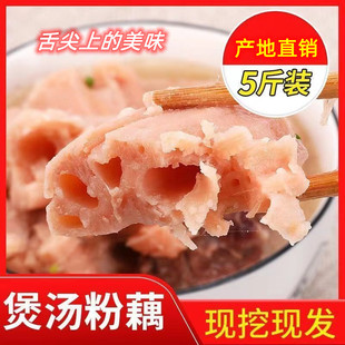 湖北洪湖新鲜煲汤面莲藕农家现挖带泥巴九孔粉糯嘉鱼特产鲜红藕