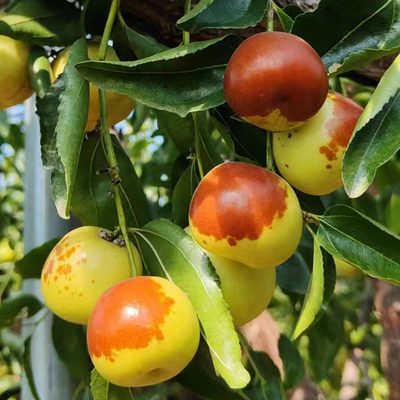 南方嫁接种植冬枣苗沾化冬枣
