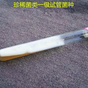 绣球菌桑黄姬松茸冬荪白灵菇灰树花滑子菇黑皮鸡枞榛蘑一级试管种