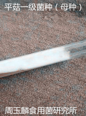 一级母种试管种菌种二级三级平菇