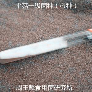 平菇菌种一级种母种试管种食用菌种二级种原种三级种平菇蘑菇种子