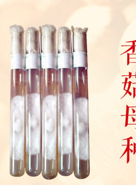 袋料椴木菌种母种一级二级栽培