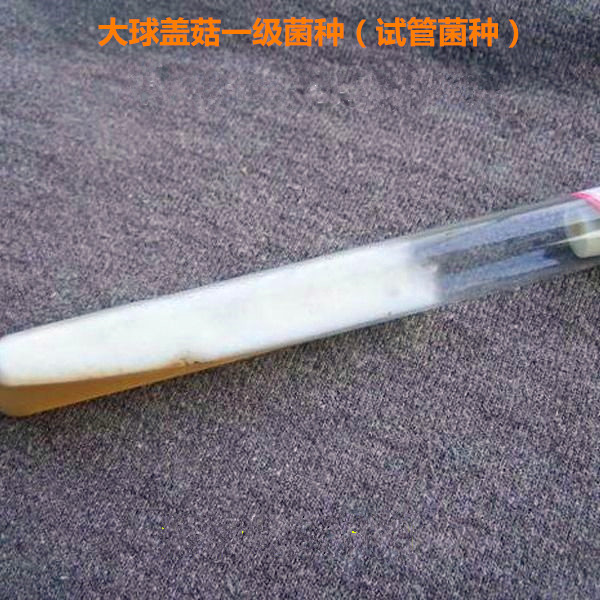 大球盖菌种大球盖菇菌种母种