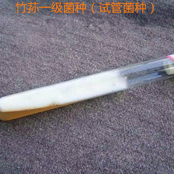 竹荪菌种母种试管种一级种食用菌菌种长裙短裙红托竹荪原种栽培种