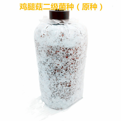 一级试管种二级袋装食用菌菌种