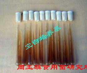一级试管种培养基省心划算食用菌