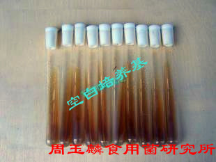 食用菌母种 一级种 试管种 复壮培养基试管 纯培养基 巨划算 1支