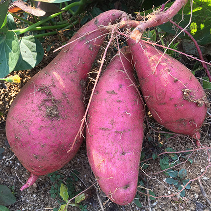 金寨小番薯新鲜农家自种正宗小香薯带皮红薯小地瓜山芋蜜薯五斤装