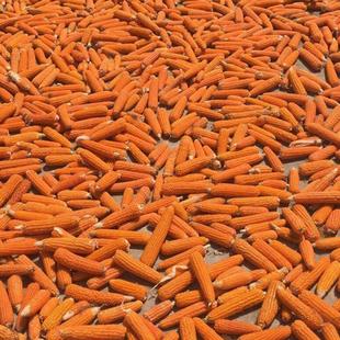 2025年老品种小金黄非转基因传统自留种循环种植笨玉米棒可磨面