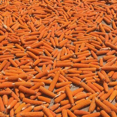 2025年老品种小金黄非转基因传统自留种循环种植笨玉米棒可磨面