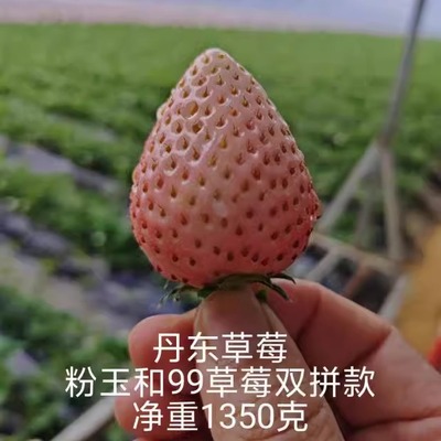 老电动推荐！丹东果园直发精品99草莓白草莓粉玉双拼！