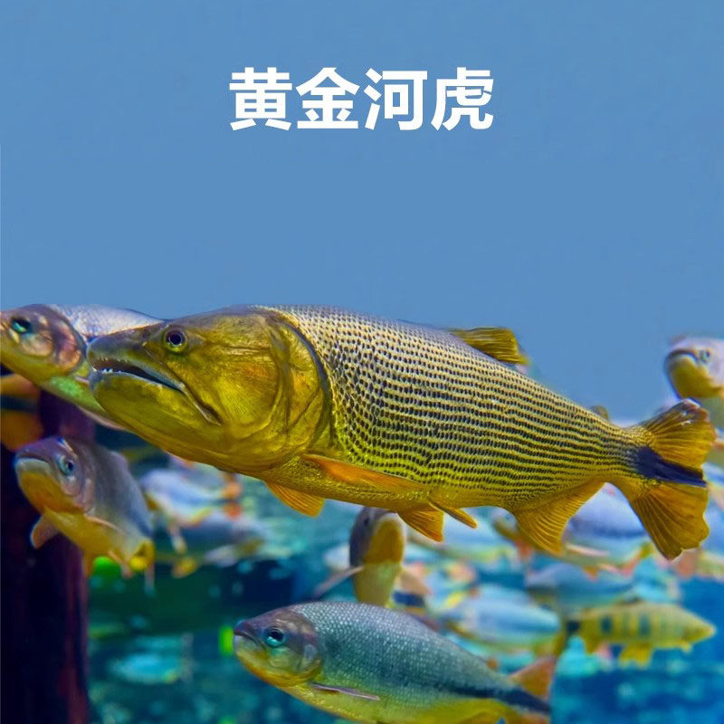 黄金河虎白金猛鱼黄金猛鱼哥伦比亚巨暴鱼加拉辛活体热带观赏鱼