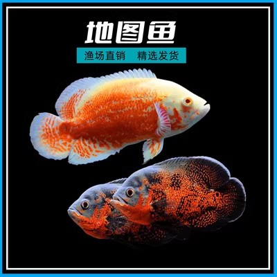 地图鱼观赏鱼活鱼奥图黑黄金精品白中大型鱼苗幼苗血麒麟猪仔花猪图片