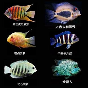 喷点菠萝钻石菠萝帝王虎斑绿巨人黑云大吉大利伊巴卡活体观赏鱼