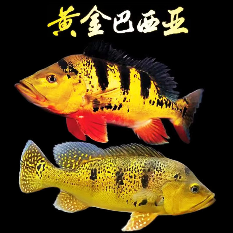 帝王三间鱼活体鱼高端鱼苗虫纹黄金巴西亚金老虎蓝帆眼斑龙鱼配鱼