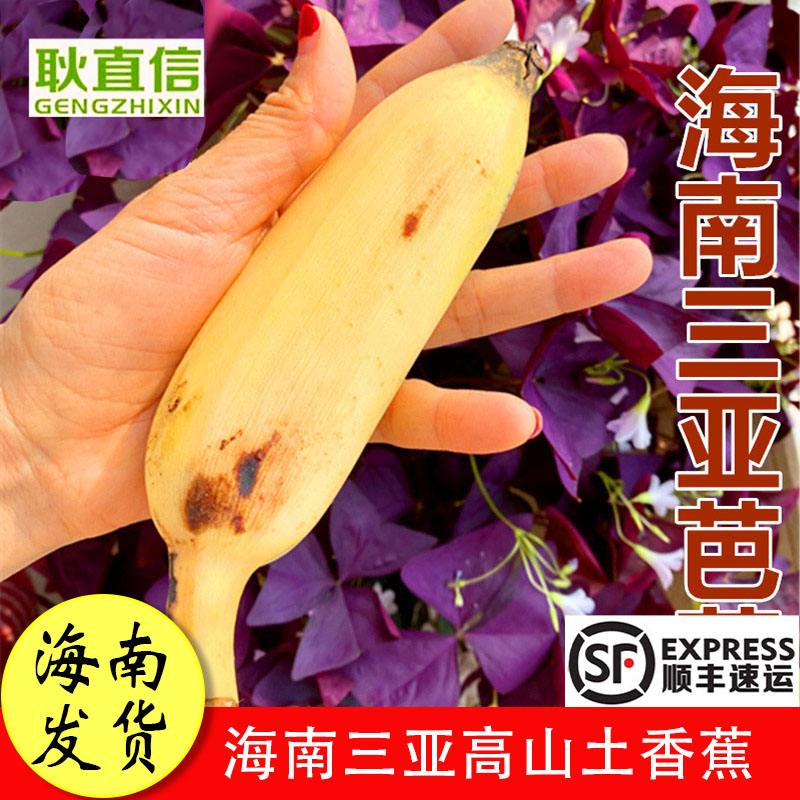 【顺丰包邮 】海南三亚新鲜水果高山土芭蕉香蕉小米蕉净果5斤/8斤