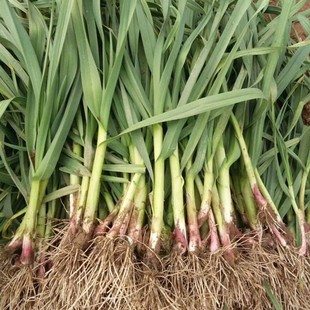 四川农家大蒜苗新鲜应季蔬菜现摘红皮根香蒜苗梗露天种植青蒜苗叶