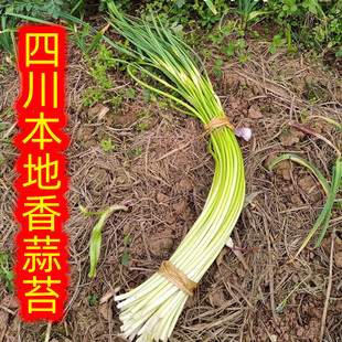 四川本地香蒜苔新鲜现摘嫩蒜苔农家自种白帽蒜薹苔露天蒜台蒜苗苔