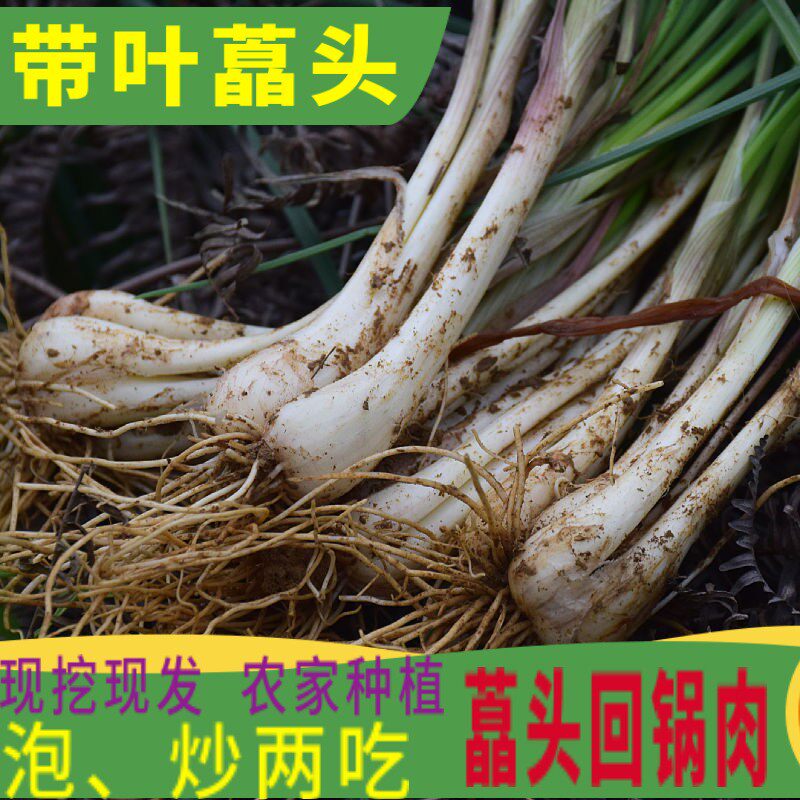 四川新鲜蔬菜藠头农家自种现挖现发带叶荞头生叫头荞头薤白泡菜