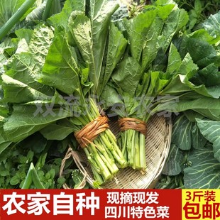 新鲜冬寒菜四川时令蔬菜嫩马蹄菜东汉菜东苋菜糯米菜野菜农家自种